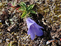 Campanula lasiocarpa