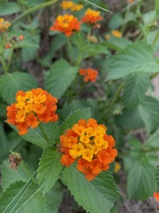 Lantana urticoides