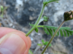 Galegeae