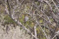 Cisticola subruficapilla