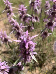 Monarda humilis