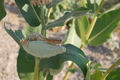 Melanoplus packardii