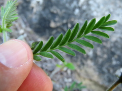 Galegeae