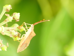 Gonocerus acuteangulatus