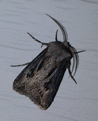 Agrotis venerabilis
