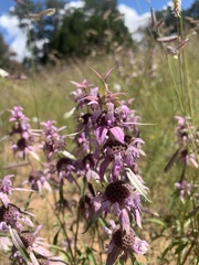Monarda humilis