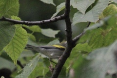 Vermivora chrysoptera