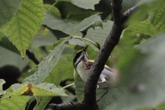 Vermivora chrysoptera