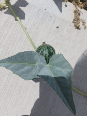 Cucurbita
