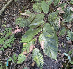 Litylenchus crenatae