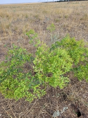 Euphorbia seguieriana