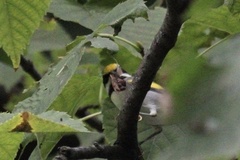 Vermivora chrysoptera