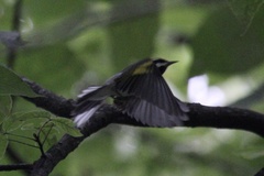 Vermivora chrysoptera