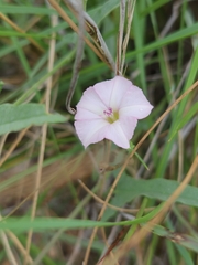 Convolvulus equitans