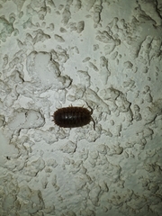 Porcellio dilatatus