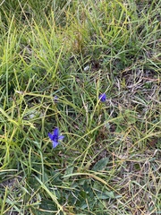 Gentianopsis ciliata