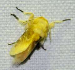 Megalopyge opercularis