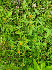 Bidens connata