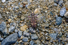 Cicindela hybrida