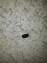 Porcellio dilatatus
