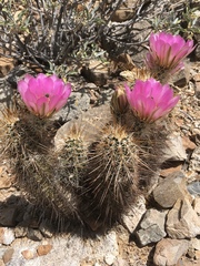 Echinocereus engelmannii engelmannii
