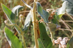 Melanoplus packardii