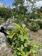 Xanthosoma robustum