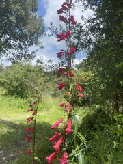 Penstemon roseus