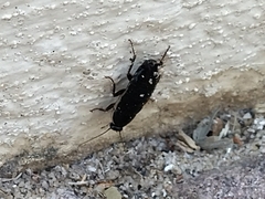 Loboptera