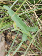 Convolvulus equitans