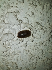 Porcellio dilatatus