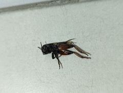 Gryllus campestris