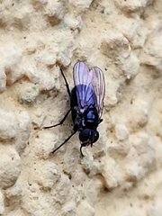 Brachycera