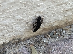 Loboptera