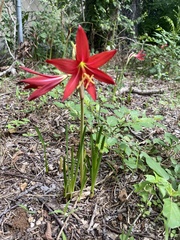 Zephyranthes bifida