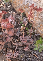 Crassula swaziensis