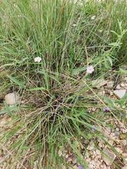 Convolvulus equitans