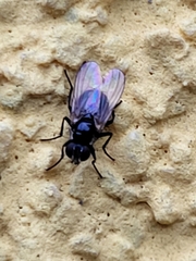 Brachycera