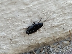Loboptera