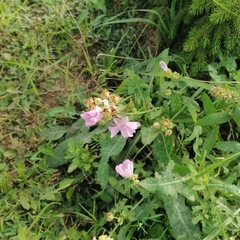 Malva