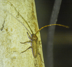 Enaphalodes rufulus
