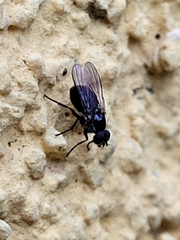 Brachycera