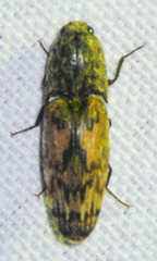 Pherhimius fascicularis