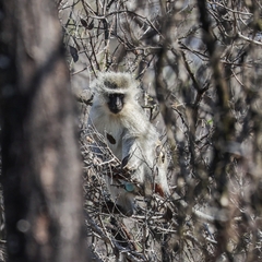 Chlorocebus pygerythrus