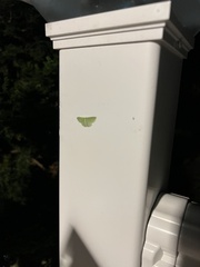 Synchlora