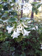 Abelia