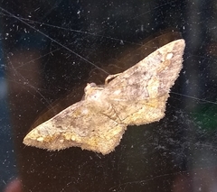 Hypagyrtis