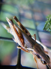 Melanoplini