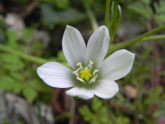 Ornithogalum