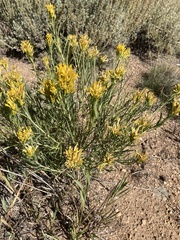 Chrysothamnus viscidiflorus
